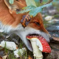 Лечебный мухомор🍄 Amanita Life