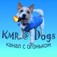 KMR@Dogs🐶