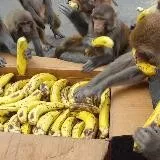 Monkeys & Bananas Trap House