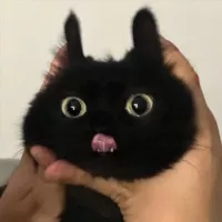 Dsahs