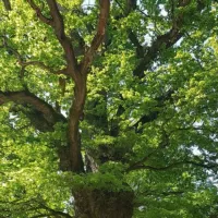 Altes Wissen, neu entdeckt - was die Vorfahren noch wussten