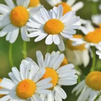 Plantas medicinales, propiedades y usos