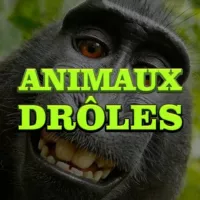 ANIMAUX DRÔLES