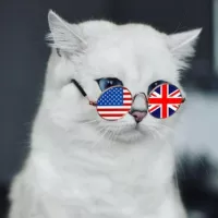 🐈🇺🇸 Kitty English 🐈‍⬛🇬🇧