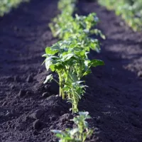 Huerto ecológico 🌱