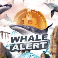 WHALE ALERT