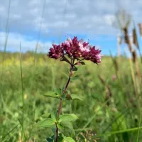 Wildkräuter und Heilpflanzen 🌱 Kräuter, Natur, Ernährung, Naturkosmetik und Garten