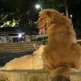 ED复健中心（福利姬pussycat)
