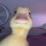 Al Maximo 🦆 21+