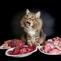 Catnutrition.ru