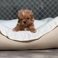 Мальтипу , померанский шпиц Maltipoo / Pomeranian .