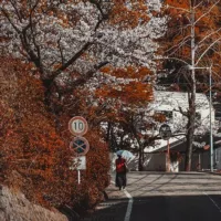 дайфуку вишневий коло хати 🌸